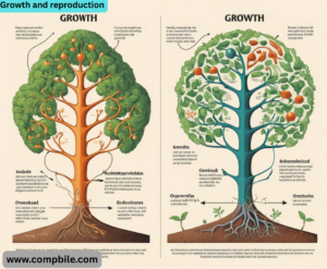 Growth and reproduction